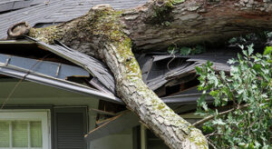 Severe tree damage caused by a large trunk crashed through a roof